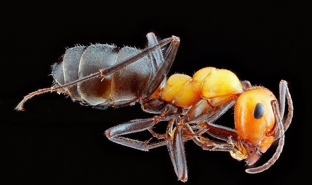 Ant Control service in Winter Haven, FL