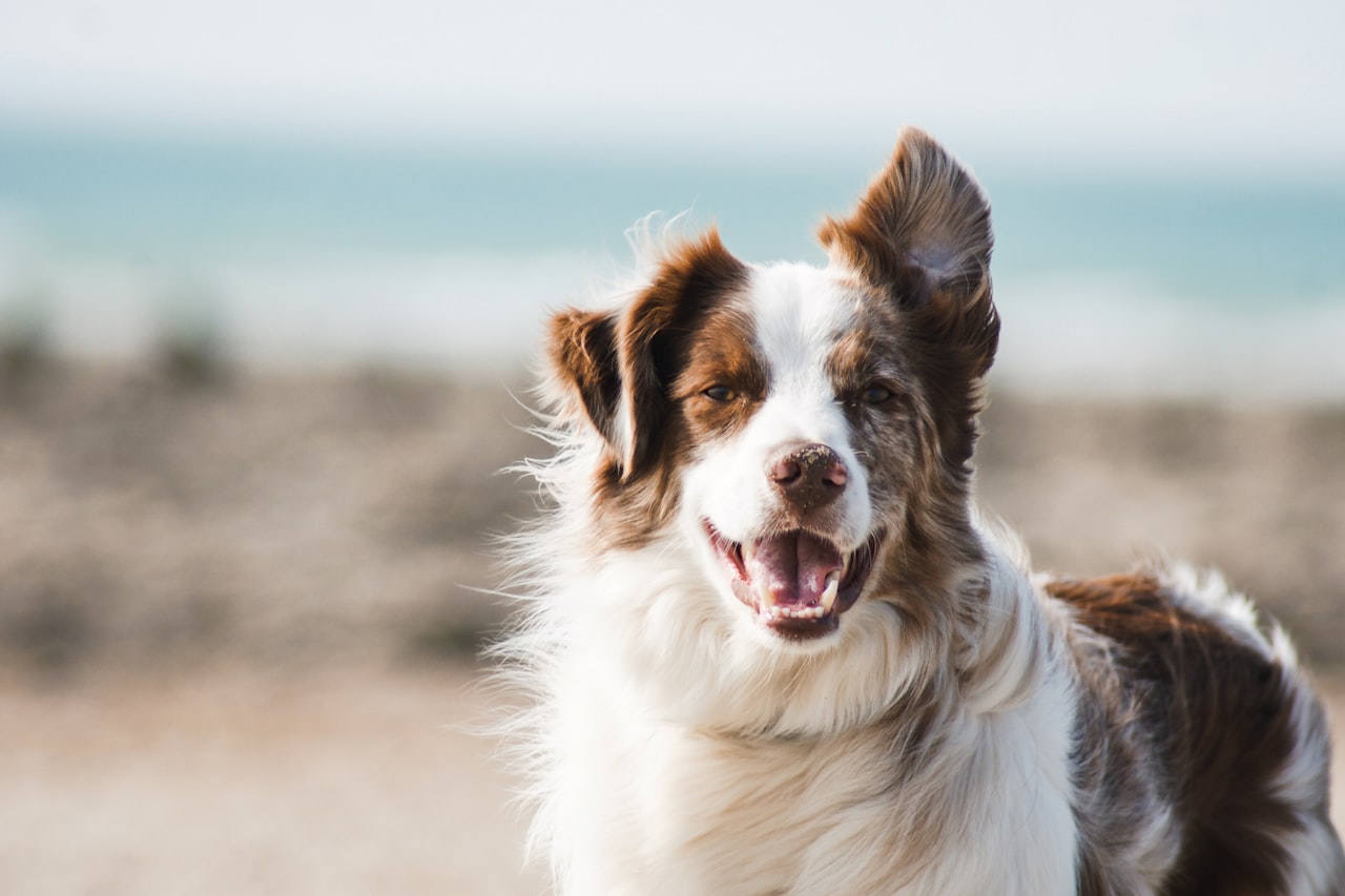 Flea & Tick Control service in Winter Haven, FL