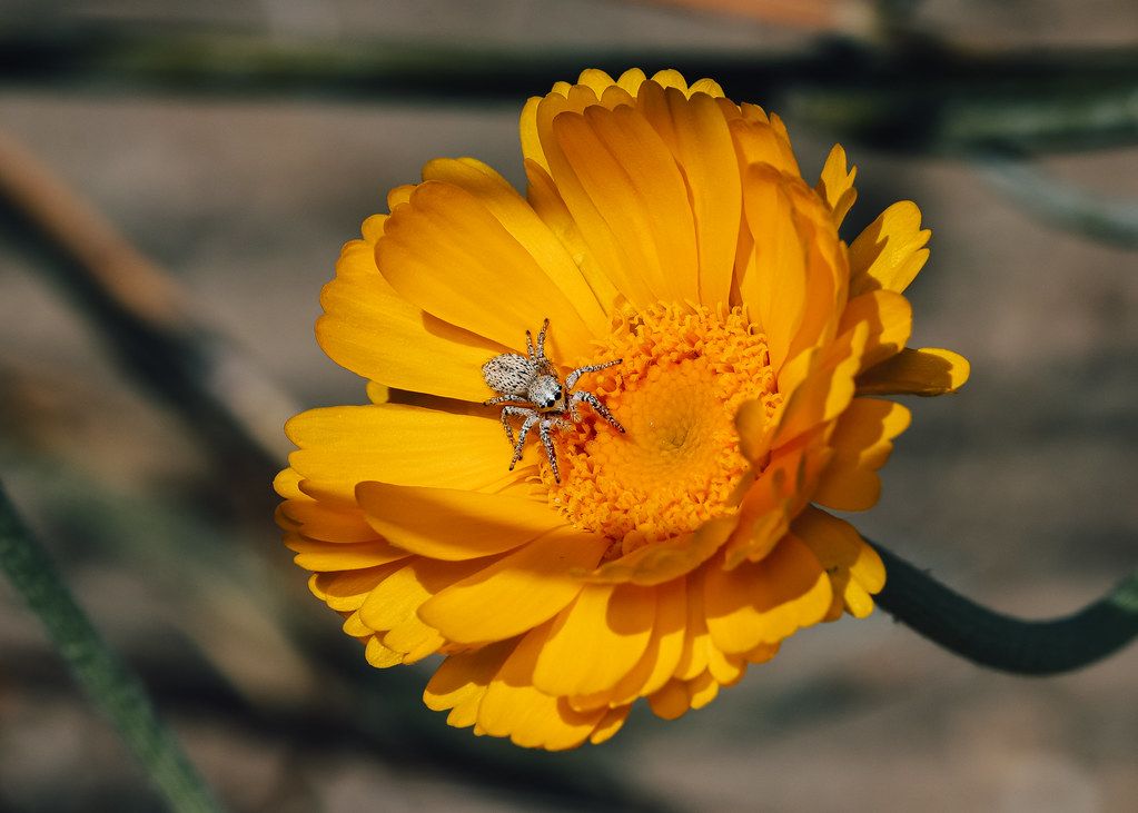Spider Control service in Winter Haven, FL